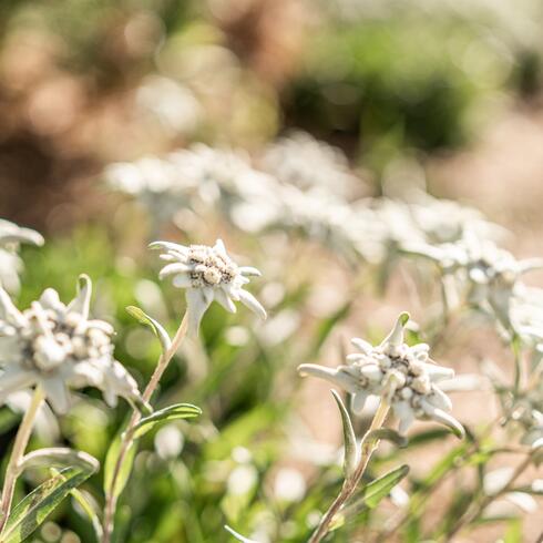 Edelweiss flower