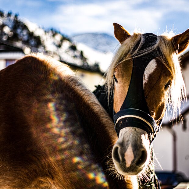 horse at riding holiday in tyrol